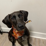 Entry image for Ruby