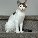 Entry image for Tost Malone