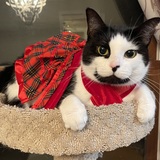 Entry image for Lucy