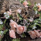 Entry image for Storm