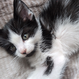 Entry image for Ashe