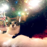 Entry image for Dexy and Jet