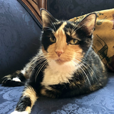 Entry image for Evie