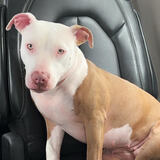 Entry image for Nala