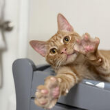 Entry image for Cheddar