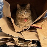 Entry image for Alley Cat