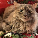 Entry image for Nala Bean