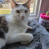 Entry image for Mittens