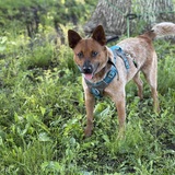 Entry image for Apollo