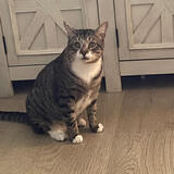 Entry image for Ollie