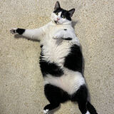 Entry image for Oreo