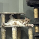 Entry image for Oliver