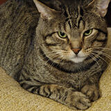 Entry image for Thunder