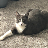 Entry image for D'Artagnan