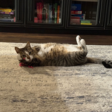 Entry image for Roxy