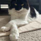 Entry image for Bailey