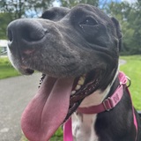 Entry image for Bailey