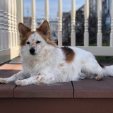 Entry image for Bailey