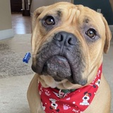 Entry image for Boghie