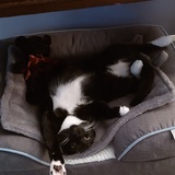 Entry image for Moops