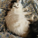 Entry image for "Tini" Rotini