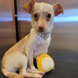 Entry image for Devon