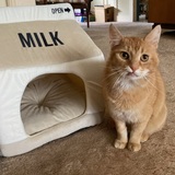 Entry image for Dr Stanley Frankenstein, DMD