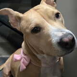 Entry image for Izzy