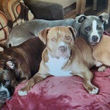 Entry image for Mini, Thor and Rosie