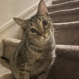 Entry image for Smidge Smiderton