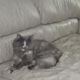 Entry image for Willow