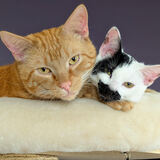 Entry image for Tate and Poppy