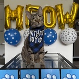 Entry image for Milo