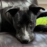 Entry image for Cooper