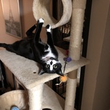 Entry image for Chappy