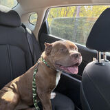 Entry image for Apollo Creed