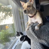 Entry image for Tito and Oreo