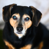 Entry image for Mini