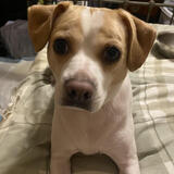 Entry image for Cooper