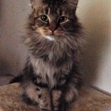 Entry image for LillyRose