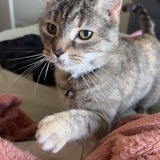 Entry image for Cornelia