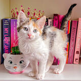 Entry image for Cornelia