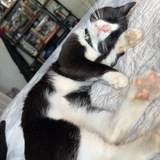 Entry image for Ducky