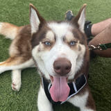 Entry image for Stitch