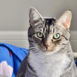 Entry image for Toebie