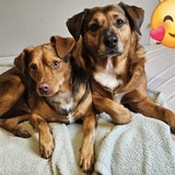 Entry image for Harper and Dawson