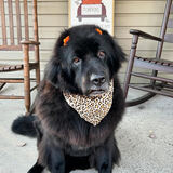 Entry image for Montana