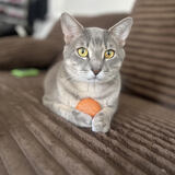 Entry image for Wyatt