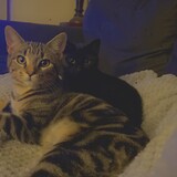 Entry image for Eclipse and Thumbs