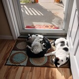 Entry image for Grizzly and Koala